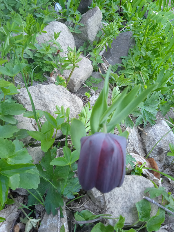 Bazgiret Göl Pansiyon