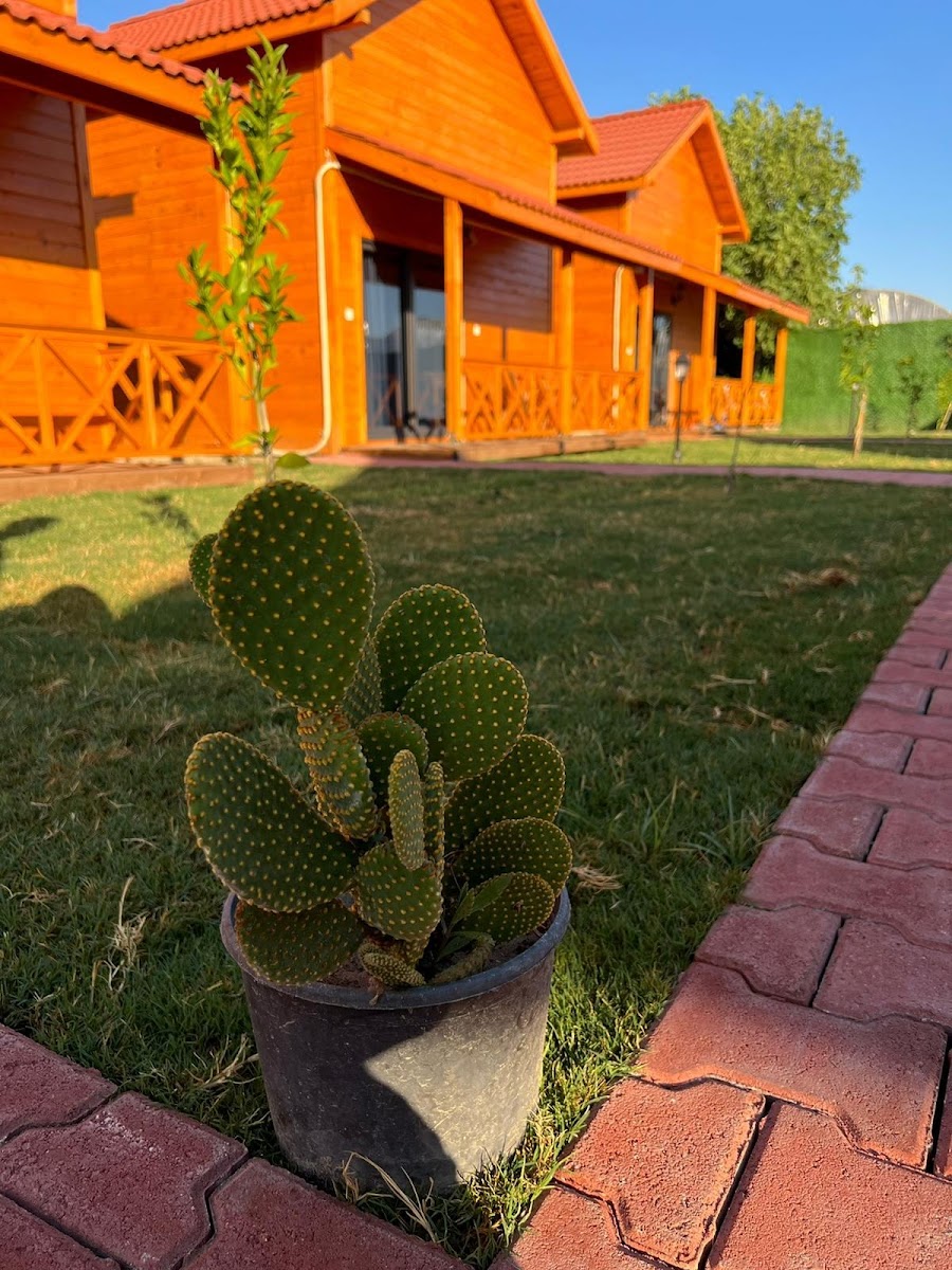 ORANGE GARDEN TREE HOUSES HOTEL
