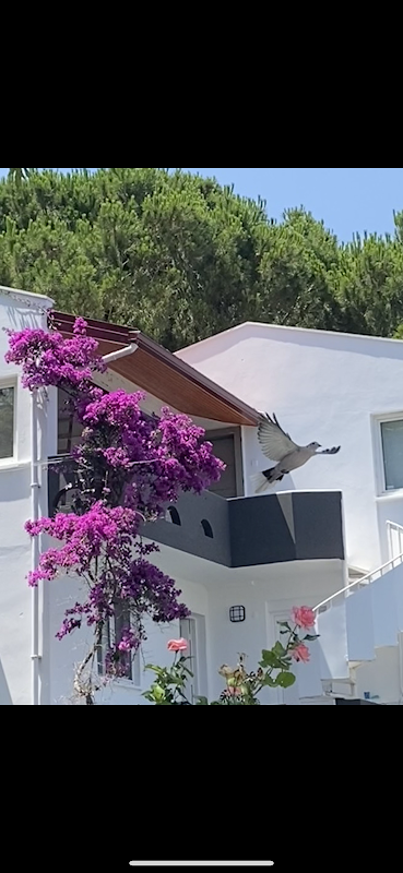 ALBATROS BUTİK OTEL VE RESTAURANT